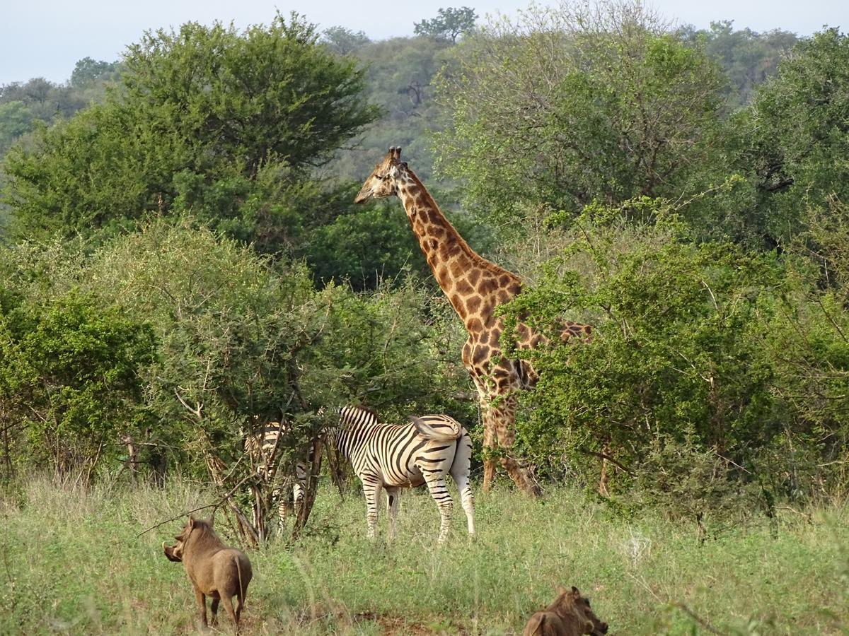 Emhosheni River Lodge Khu bảo tồn Khu bảo tồn Balule Game Reserve Ngoại thất bức ảnh