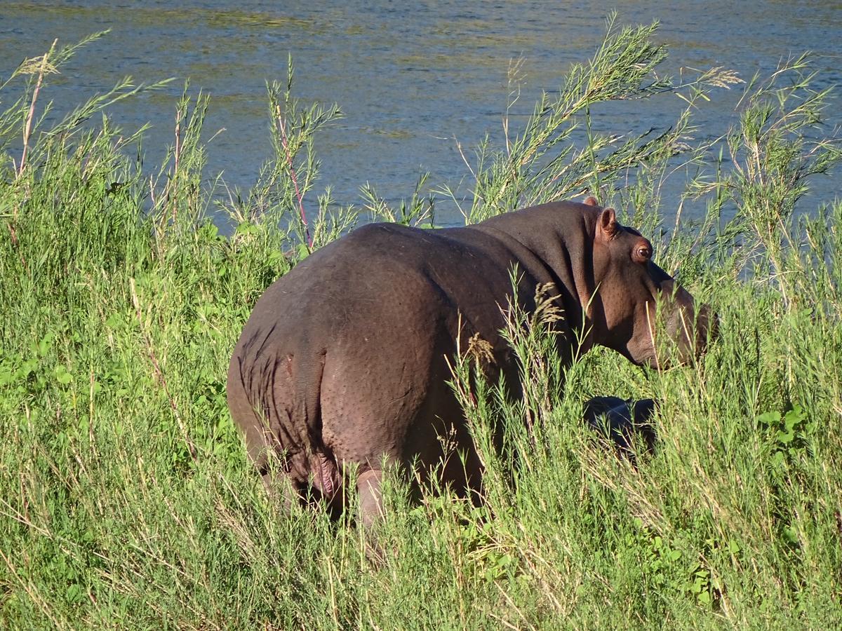 Emhosheni River Lodge Khu bảo tồn Khu bảo tồn Balule Game Reserve Ngoại thất bức ảnh