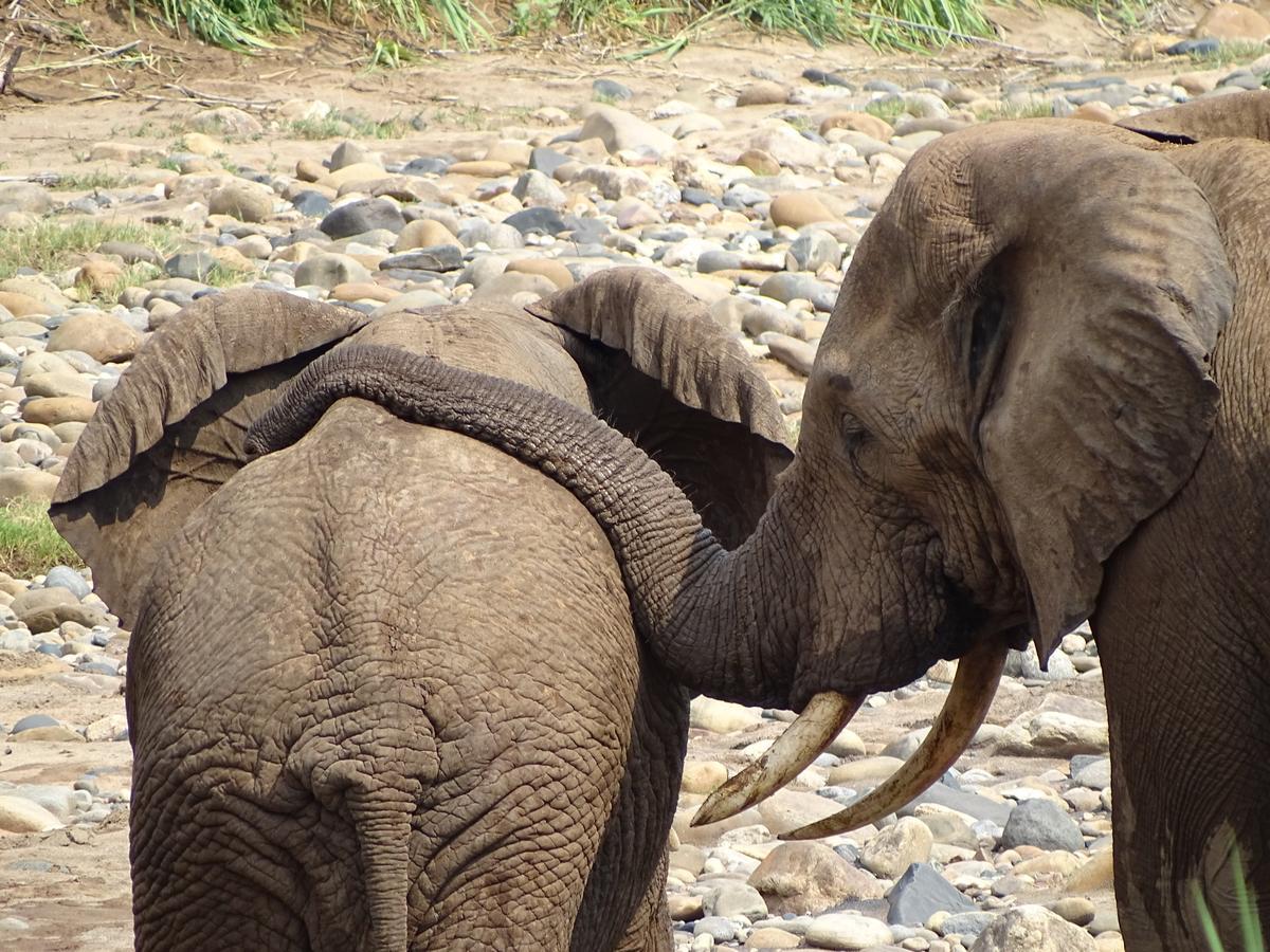 Emhosheni River Lodge Khu bảo tồn Khu bảo tồn Balule Game Reserve Ngoại thất bức ảnh