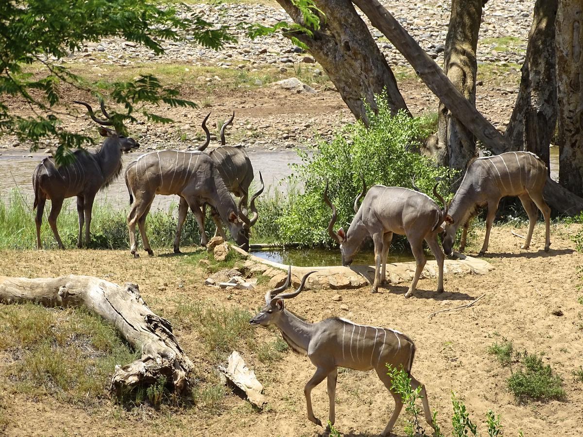 Emhosheni River Lodge Khu bảo tồn Khu bảo tồn Balule Game Reserve Ngoại thất bức ảnh