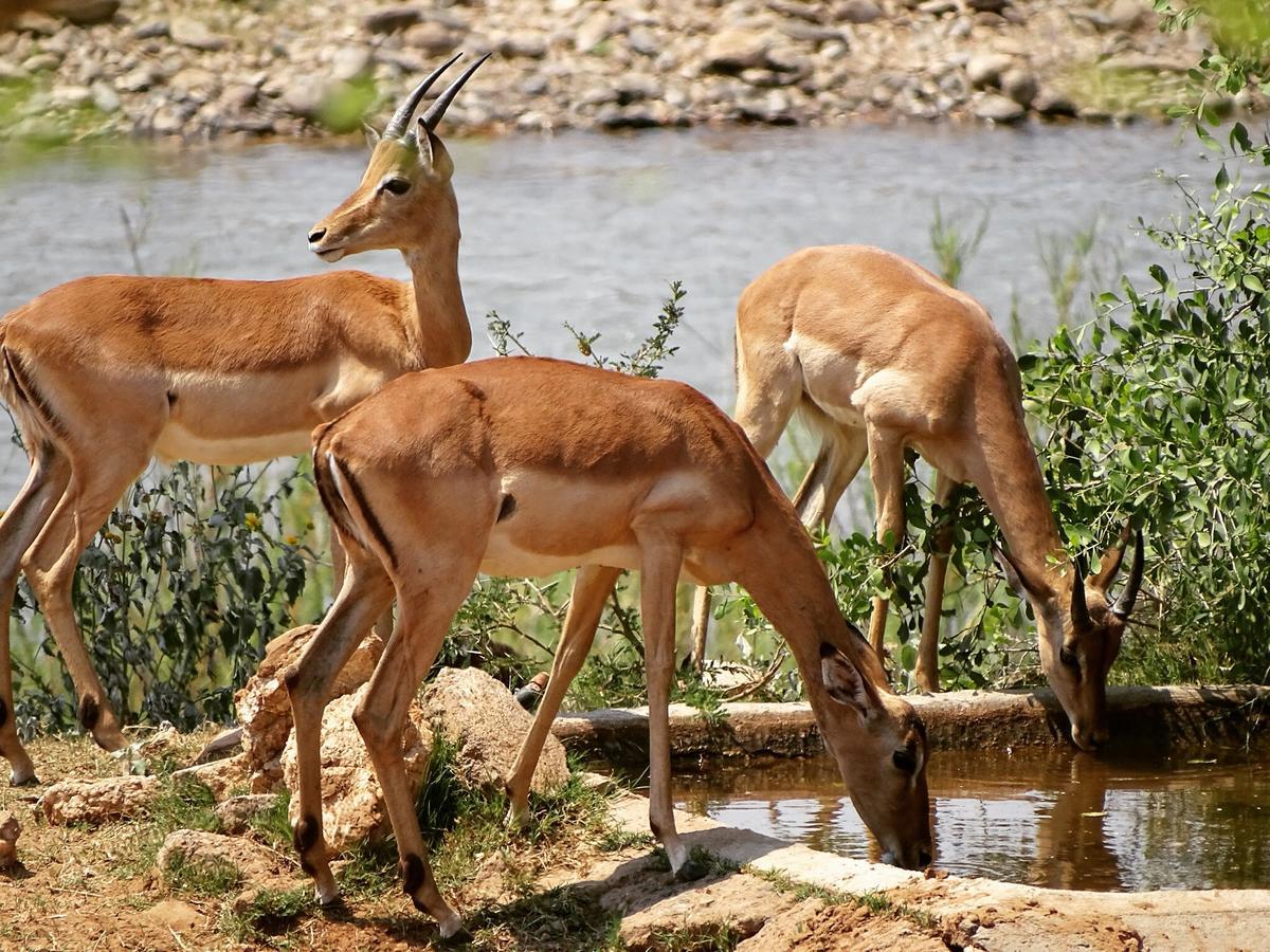 Emhosheni River Lodge Khu bảo tồn Khu bảo tồn Balule Game Reserve Ngoại thất bức ảnh