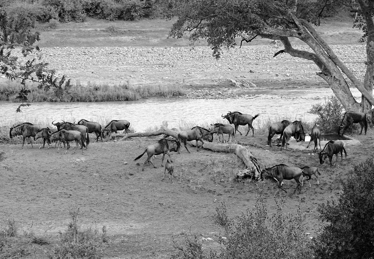 Emhosheni River Lodge Khu bảo tồn Khu bảo tồn Balule Game Reserve Ngoại thất bức ảnh
