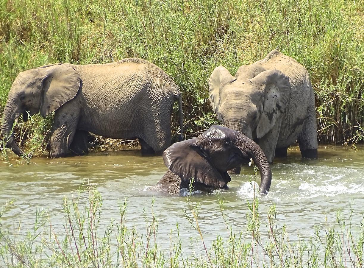 Emhosheni River Lodge Khu bảo tồn Khu bảo tồn Balule Game Reserve Ngoại thất bức ảnh