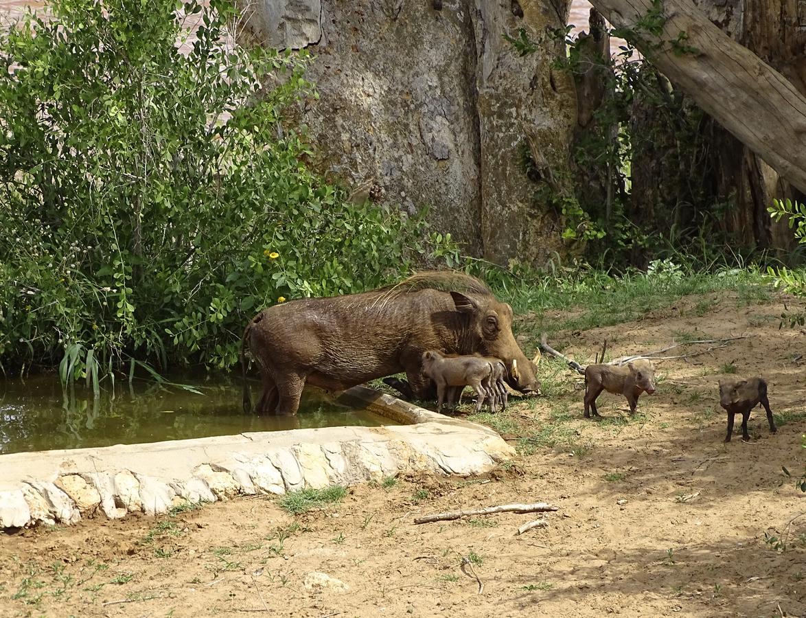 Emhosheni River Lodge Khu bảo tồn Khu bảo tồn Balule Game Reserve Ngoại thất bức ảnh