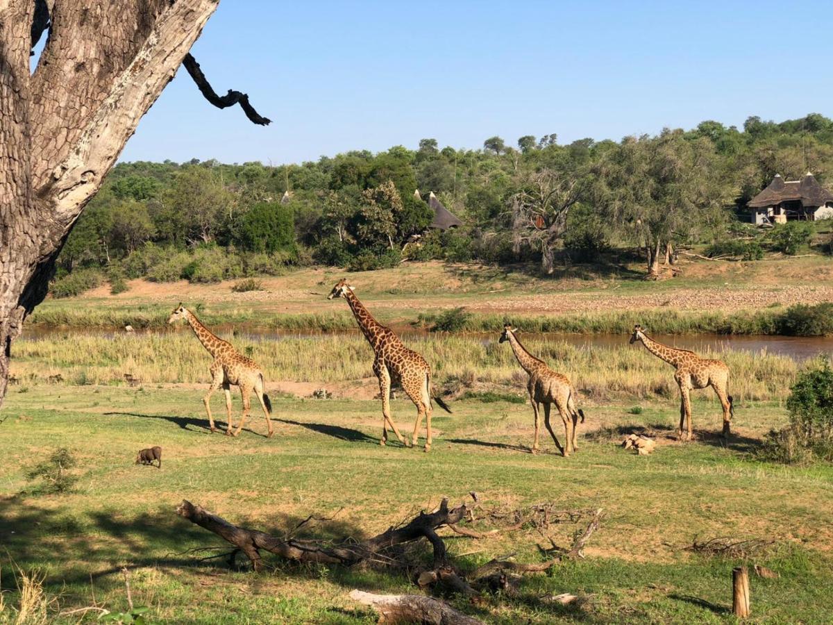 Emhosheni River Lodge Khu bảo tồn Khu bảo tồn Balule Game Reserve Ngoại thất bức ảnh